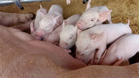 piglet porn|Breastfeeding farm sex action with piglets .